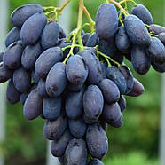 Саджанці Винограду Каталонія - раннього терміну, морозостійкий, великоплідний, фото 2