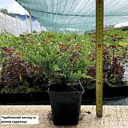 Ялівець горизонтальний Принц Уельський - ґрунтопокривний, декоративний, невибагливий Р9, фото 4