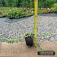 Бересклет Форчуна Емеральд Гаєті – декоративний, витривалий, яскравий Р9, фото 2