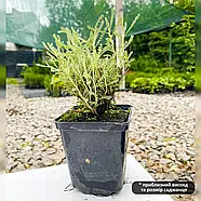 Сантолина срібляста – срібляста, ароматна, округла  Р9, фото 2