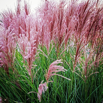 Саджанці Міскантуса китайського Грациліс (Miskantus sinensis Gracilis)