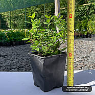 Спірея японська Альбіфлора – компактна, рясноквітуча, білоквіткова Р9, фото 2