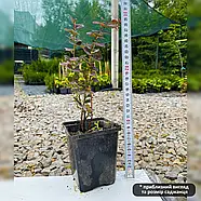 Барбарис Тунберга Оранж Рокет – ефектний, швидкозростаючий, привабливий Р9, фото 4