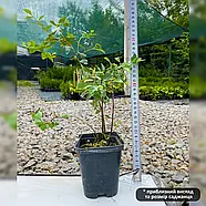 Спірея Вангутта – декоративна, весняноквітуча, стійка Р9, фото 3