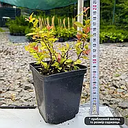 Спірея японська Меджик Карпет – декоративна, червонолистна, стійка Р9, фото 3