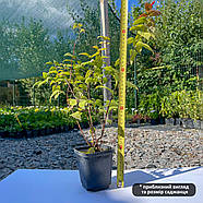 Спірея крупнолистна Макрофіла – декоративна, великолистна, стійка Р9, фото 3