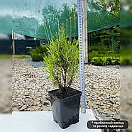 Лаванда вузьколиста – ароматна, лікарська, декоративна Р9, фото 2