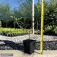 Бузина чорна Блек Лейс/Лейк/Єва – декоративна, темнолистна, ароматна, фото 2