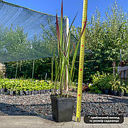 Імперата циліндрична Ред Барон – декоративна, яскравокольорова, невибаглива Р9, фото 2