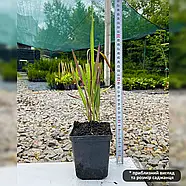 Імперата циліндрична Ред Барон – декоративна, яскравокольорова, невибаглива Р9, фото 3