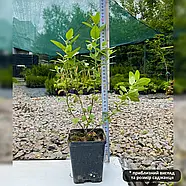 Піраканта Ред Колумн – декоративна, яскравоягідна, витривала Р9, фото 2