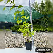 Пухироплідник калинолистний Лютеус – декоративний, яскраволистий, витривалий Р9, фото 3