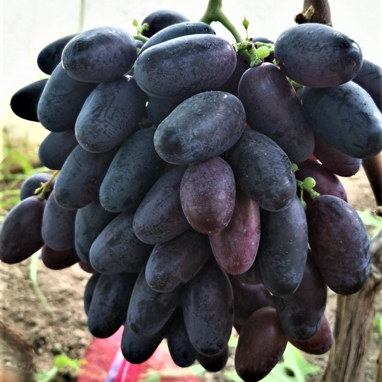 Саджанці Винограду Рембо - ранній, невибаглива, великоплідний, фото 1