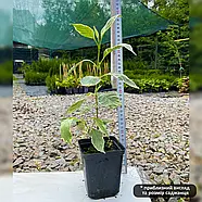 Дерен білий Елегантісіма – строкатий, швидкозростаючий, зимостійкий Р9, фото 3