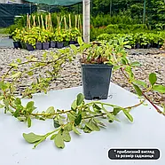 Кизильник горизонтальний – декоративний, витривалий, ґрунтопокривний Р9, фото 2