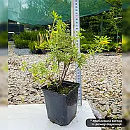 Перстач Саттерс Голд – декоративний, яскравоквітучий, витривалий Р9, фото 2