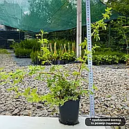 Перстач Сноуберд – білоквітковий, компактний, невибагливий Р9, фото 2