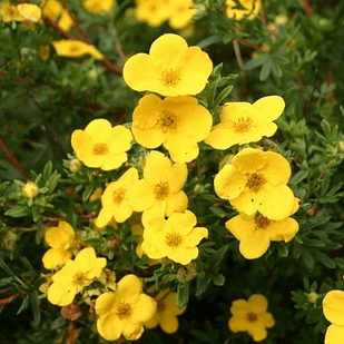 Саджанці Перстачу Вільморініана (Vilmoriniana) Р9, фото 1