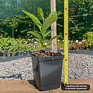 Магнолія Суланжа – листопадна, морозостійка, ароматна Р9, фото 2