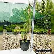 Ялівець скельний Мунглоу – колоноподібний, сріблястий, вічнозелений Р9, фото 3