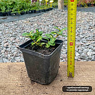 Бересклет Форчуна Санспот – яскравий, вічнозелений, ґрунтопокривний Р9, фото 2