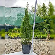 Туя західна Смарагд 3-х річна – вічнозелена, морозостійка, компактна С1.5, фото 2
