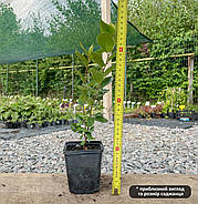 Кизильник блискучий, вертикальний – блискучий, стійкий, декоративний Р9, фото 2