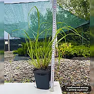 Пеннісетум лисохвостовидний Ред Хет – декоративний, яскравий, стійкий Р9, фото 2