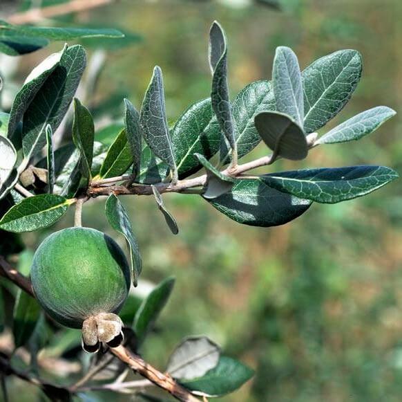 Саджанці Фейхоа Король Жуан (King Joan) Р9, фото 1