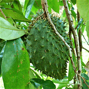 Саджанці аннона Муриката або черимойя Муриката (Гуанабана) (Annona Muricata) Р9, фото 1