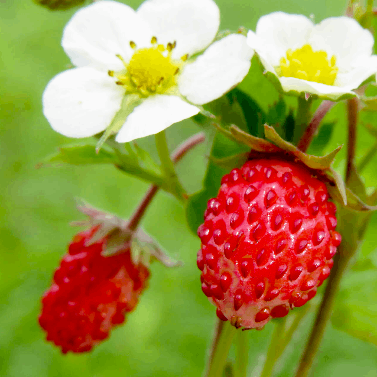 Суниця Барон Рюген (полуниці) - корисна, ароматна, солодка, фото 1