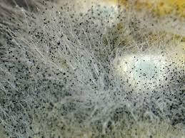 Антисептик для цементу,гіпсу SUBSEPT Premium, 1 кг