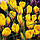 Крокус Yellow Giant, 8/9, фото 3