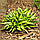 Хоста Lakeside Little Tuft, фото 3