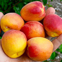 Абрикос Персиковий
