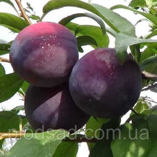 Алича Анжеліно