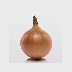 Цибуля сівок Трой ф1 Broer B.V. 1кг 10-21мм (1820492217)