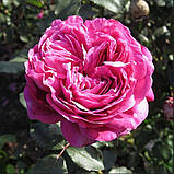 Троянда Hector (Гектор), фото 3