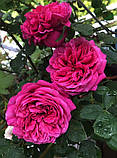 Троянда Hector (Гектор), фото 4