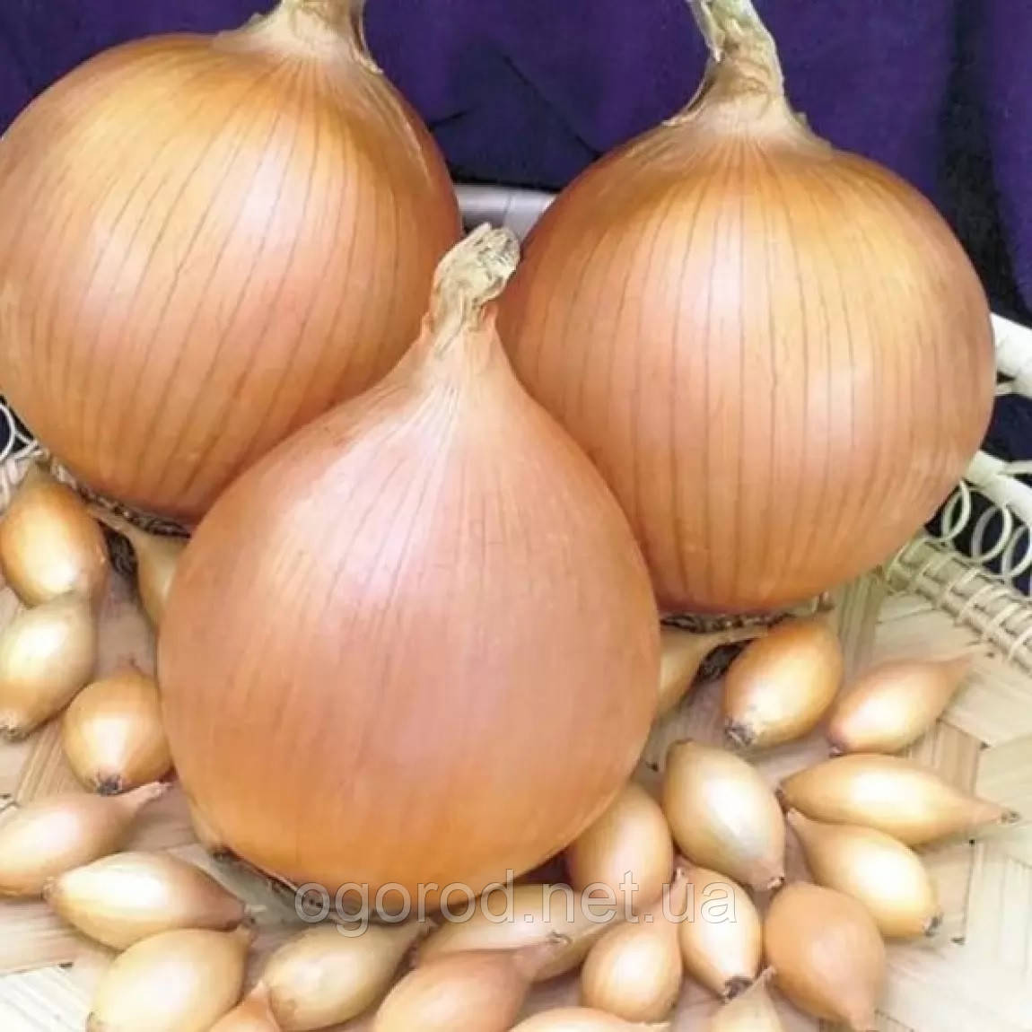 Цибуля-сівок(тиканка) Коррадо F1 TOP Onionsets Голландія 250 г