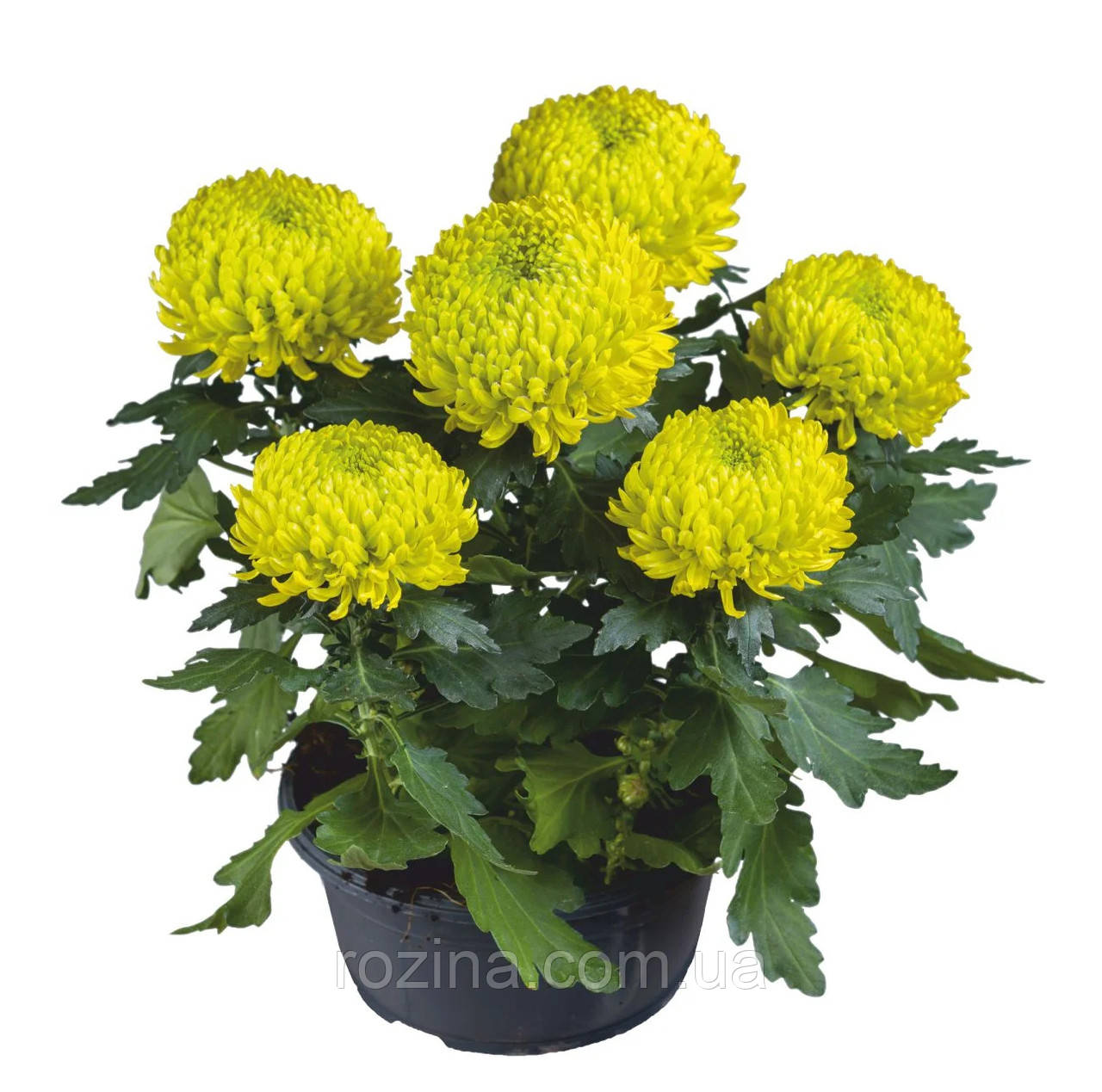 Хризантема великоквіткова горшкова Jade Green