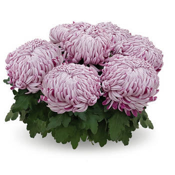 Хризантема великоквіткова горшкова Agora Mauve