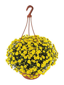 Хризантема Skyfall® Yellow (горшкова)