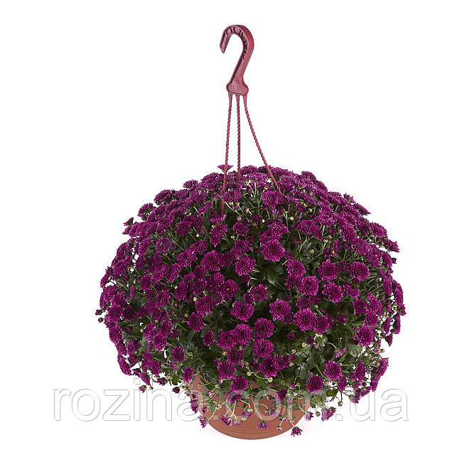Хризантема Skyfall® Purple (горшкова)