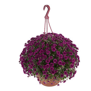 Хризантема Skyfall® Purple (горшкова)