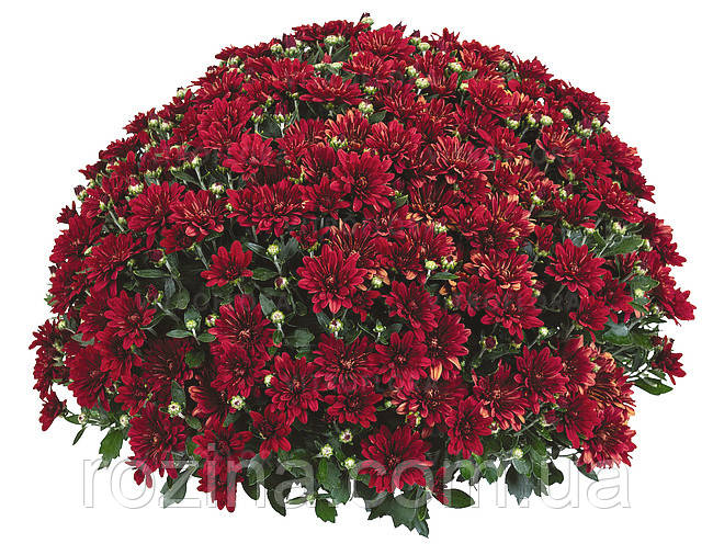 Хризантема дрібноквіткова Fiesta Red