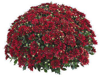 Хризантема дрібноквіткова  Fiesta Red