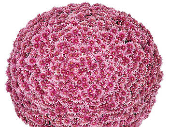 Хризантема дрібноквіткова  Sorini Pink