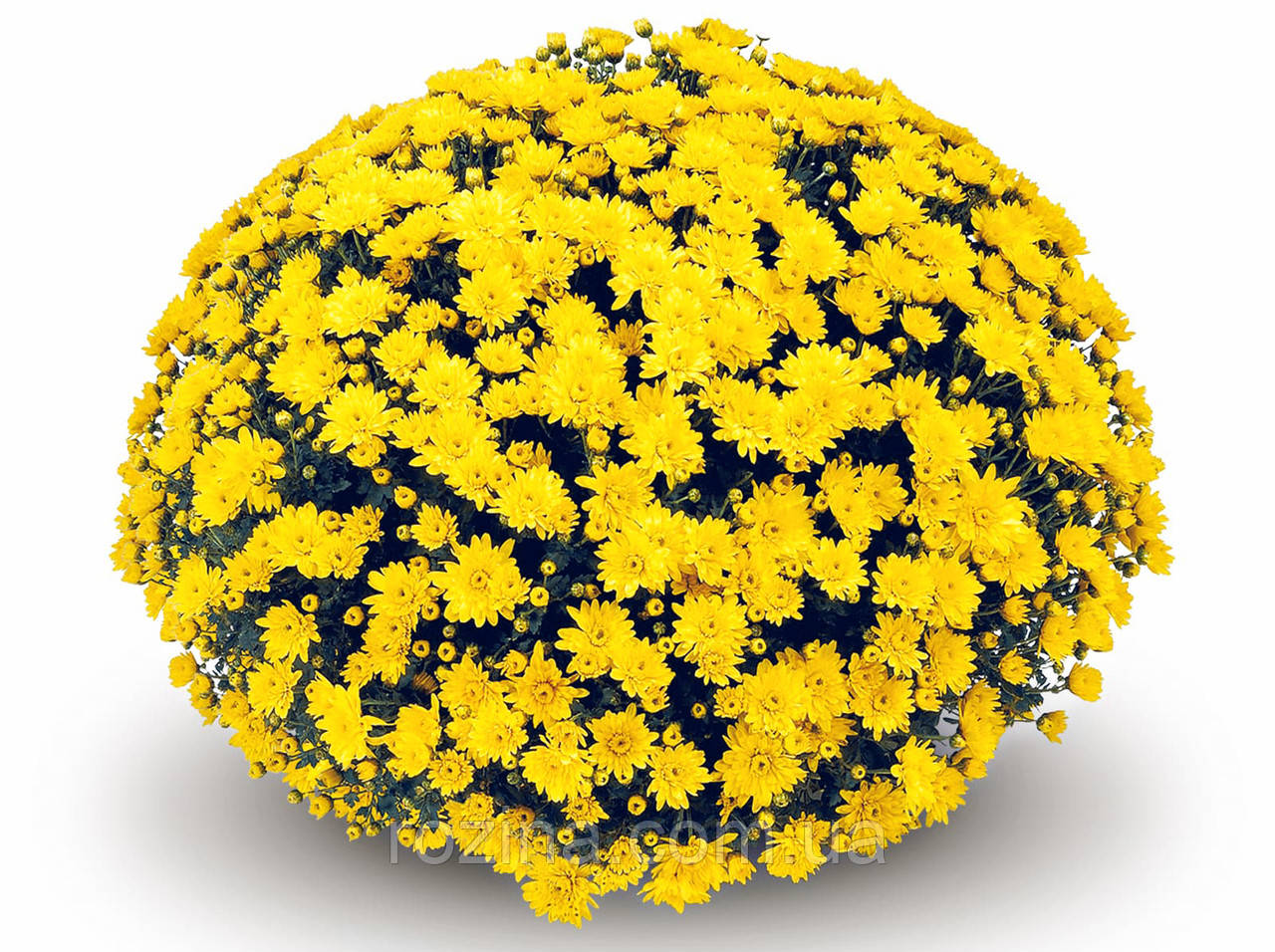 Хризантема дрібноквіткова Conaco Yellow
