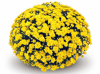 Хризантема дрібноквіткова  Conaco Yellow